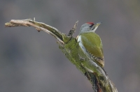 Grey-faced Woodpecker