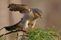 Sparrowhawk