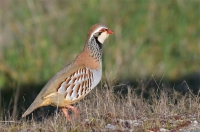 red-legged partridge, Spain