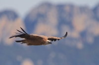 griffon vulture, France