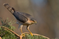 Sparrowhawk