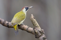 Eurasian Green Woodpecker