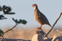 rock partridge, Croatia