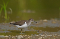 Flußuferläufer