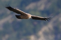 griffon vulture, France