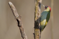 Eurasian Green Woodpecker