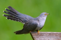 Common cuckoo