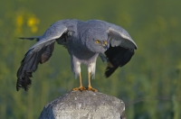 Wiesenweihe