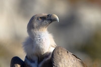griffon vulture, France