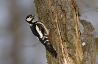 Great Spotted Woodpecker