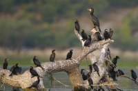 Zwergscharbe und Kormoran