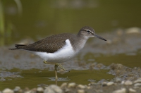 Flußuferläufer