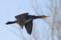 Kormoran