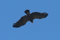 Lesser spotted eagle