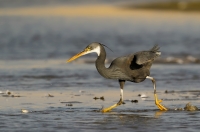 Czapla rafowa Egretta gularis
