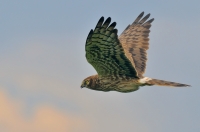 Montagu\'s harrier