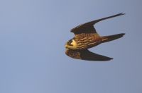 Baumfalke