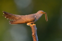 Common cuckoo