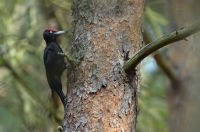 Black Woodpecker
