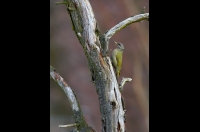 Grey-faced Woodpecker