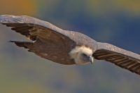 griffon vulture, France