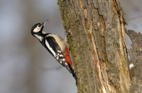 Great Spotted Woodpecker