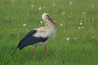 Weiβstorch