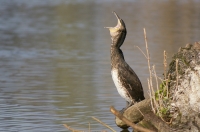 Kormoran