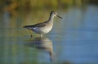 Bruchwasserläufer