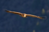 griffon vulture, France