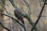 Sparrowhawk