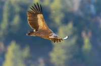 griffon vulture, France