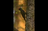 Black Woodpecker

