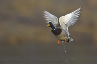 Stockente