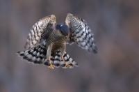 Sparrowhawk