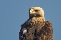 Orzeł cesarski Aquila heliaca