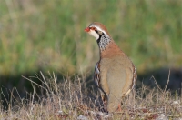 red-legged partridge, Spain