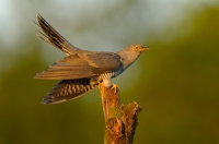 Common cuckoo