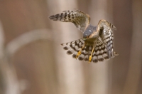 Sparrowhawk