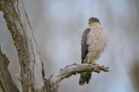 Sparrowhawk
