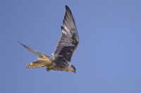 saker falcon