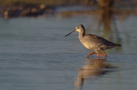 Dunkler Wasserläufer