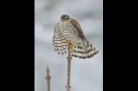 Sparrowhawk