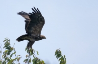 Lesser spotted eagle