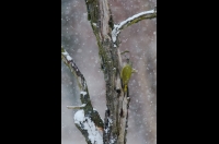 Grey-faced Woodpecker