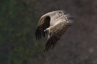 griffon vulture, France