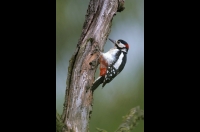 Great Spotted Woodpecker