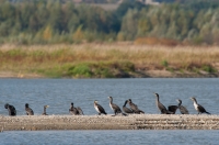 Kormoran
