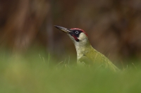 Eurasian Green Woodpecker