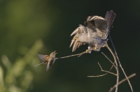 Common cuckoo